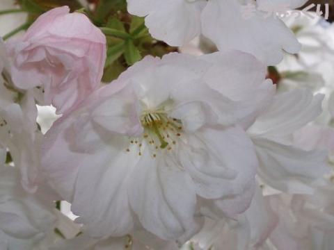 摜(480x360)