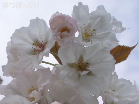摜(480x360)