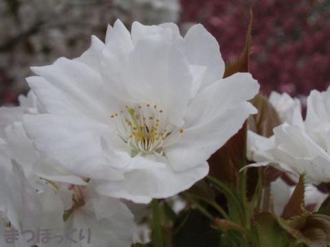 摜(480x360)