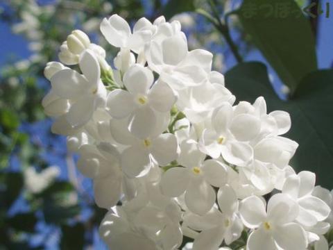 摜(480x360)