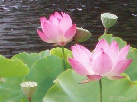 摜(480x360)
