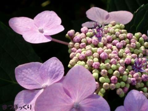 摜(480x360)