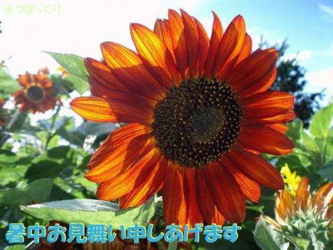 摜(480x360)