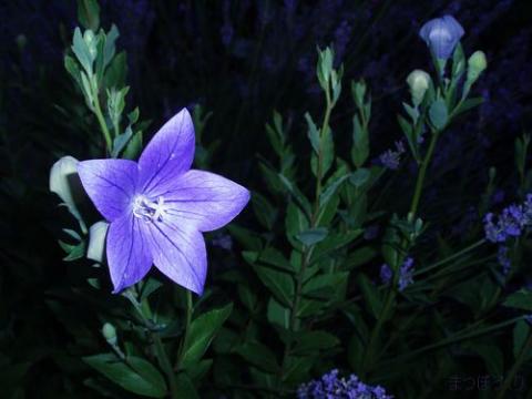 摜(480x360)