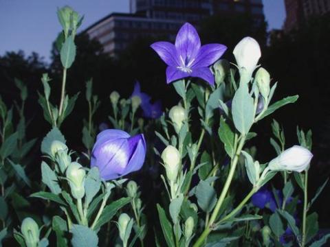 摜(480x360)