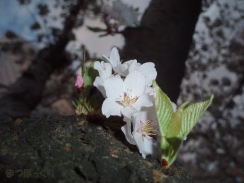 摜(480x360)