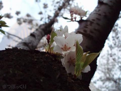 摜(480x360)