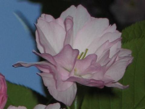 摜(480x360)