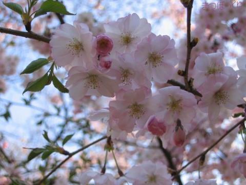 摜(480x360)