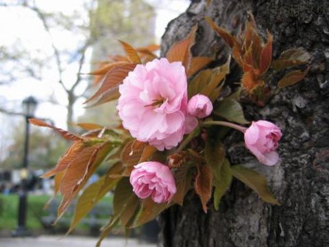 摜(480x360)