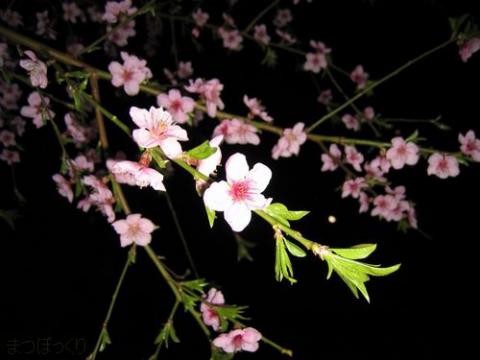 摜(480x360)