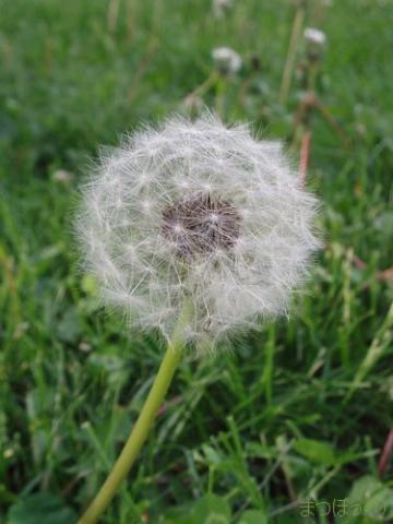 摜(360x480)