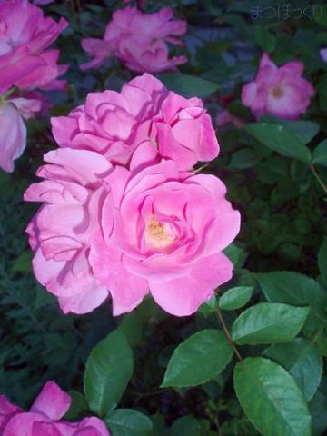 摜(360x480)