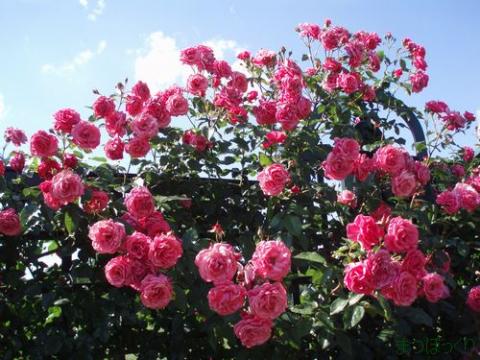 摜(480x360)