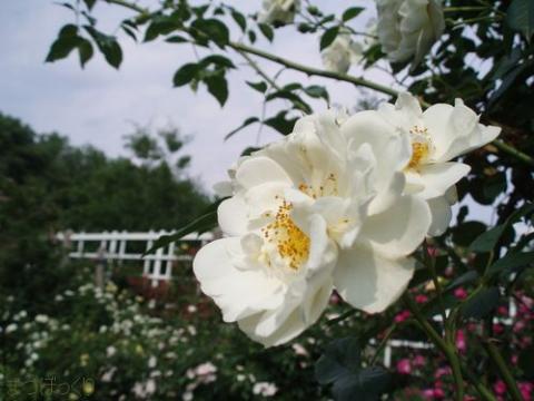 摜(480x360)
