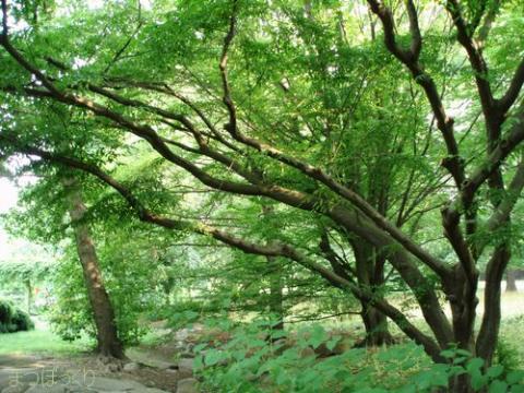 摜(480x360)