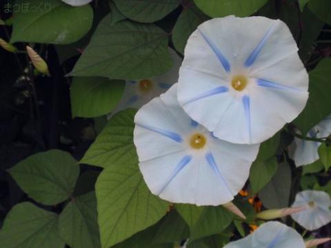 摜(480x360)