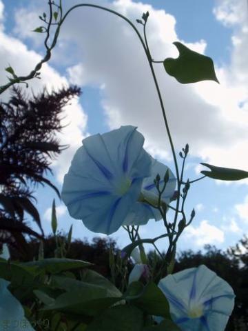 摜(360x480)