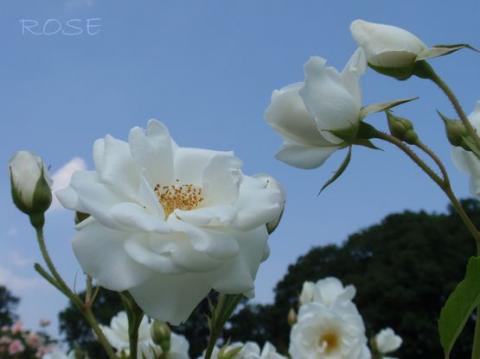 摜(480x359)