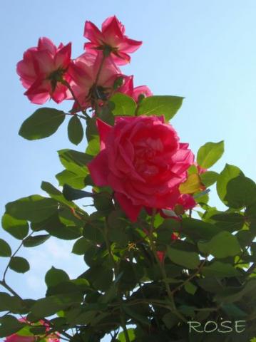 摜(359x480)