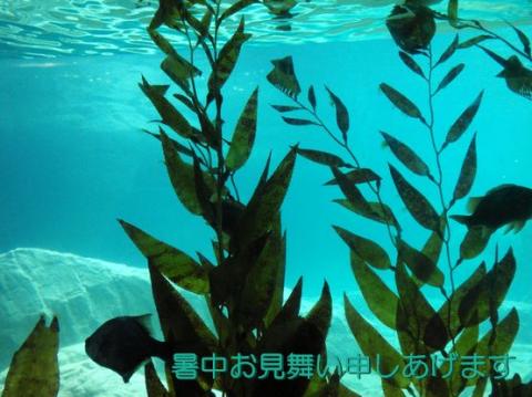 画像(480x359)