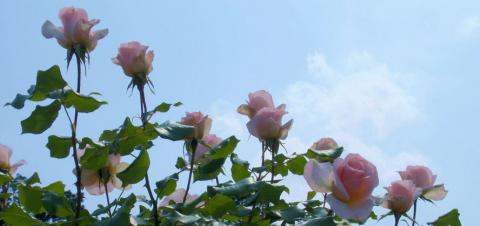 摜(480x226)Eg摜(888x419)