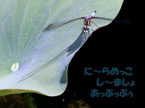 摜(480x359)