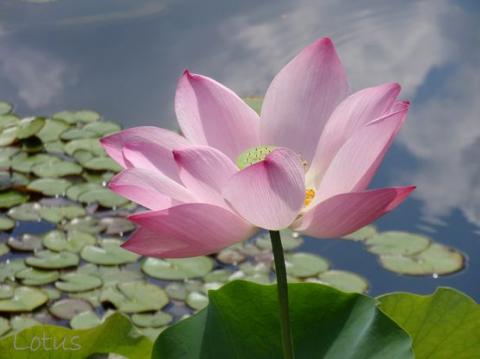 摜(480x359)