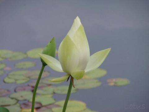 摜(480x359)