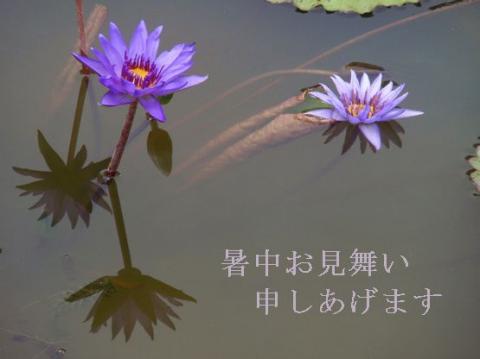 摜(480x359)